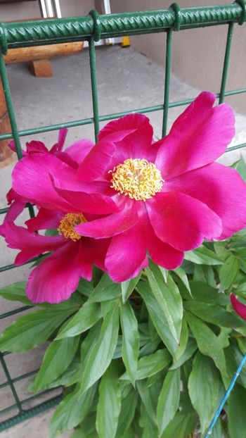  - Florile mele 2017