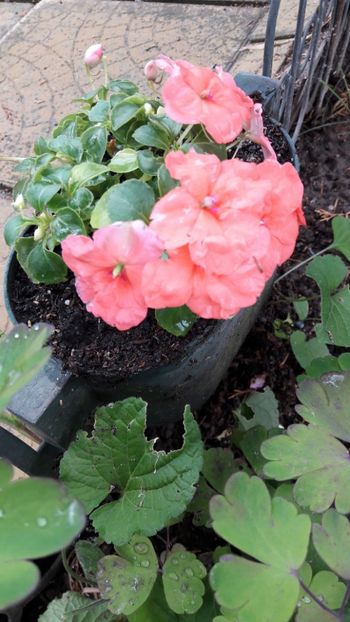  - Florile mele 2017