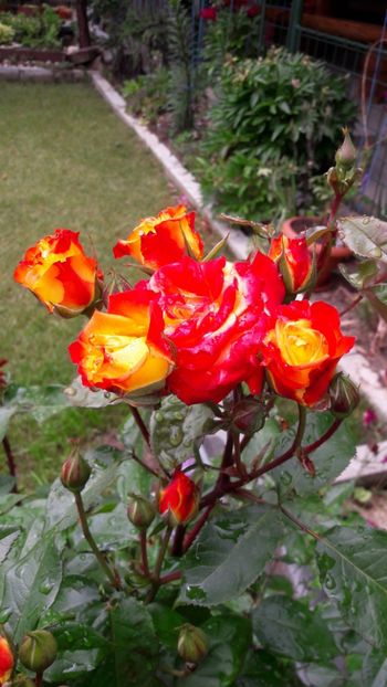  - Florile mele 2017