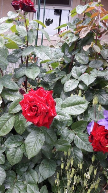  - Florile mele 2017