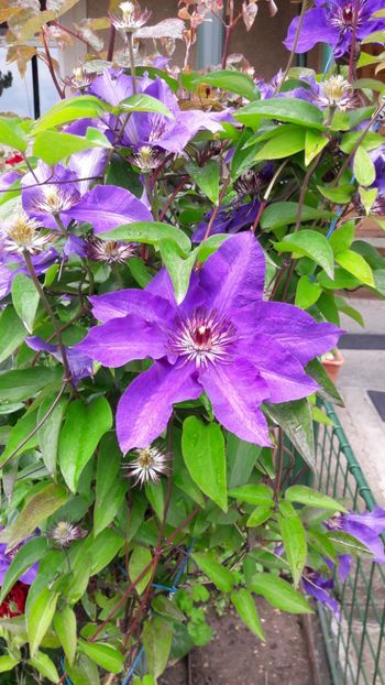  - Florile mele 2017