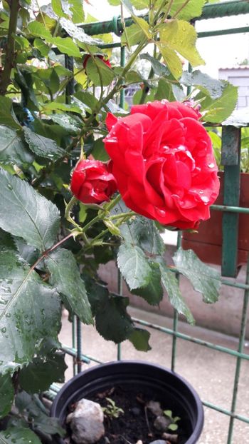  - Florile mele 2017