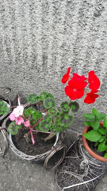  - Florile mele 2017