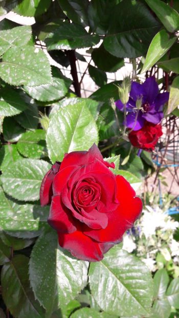  - Florile mele 2017
