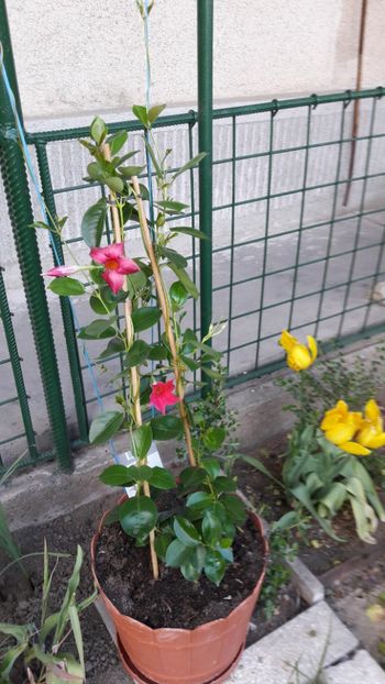  - Florile mele 2017