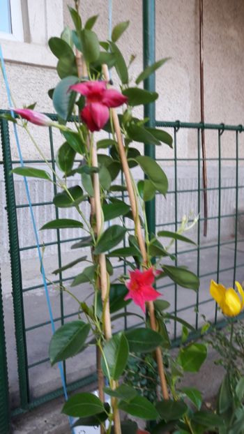  - Florile mele 2017
