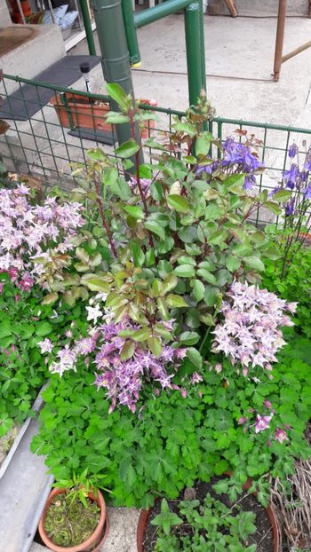  - Florile mele 2017