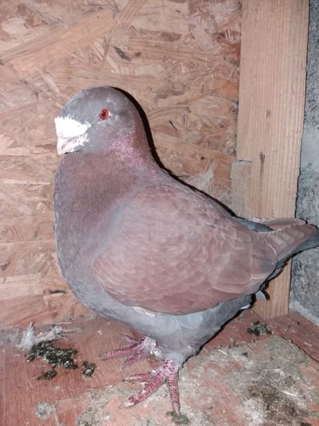 M2015 - Matca M 2019