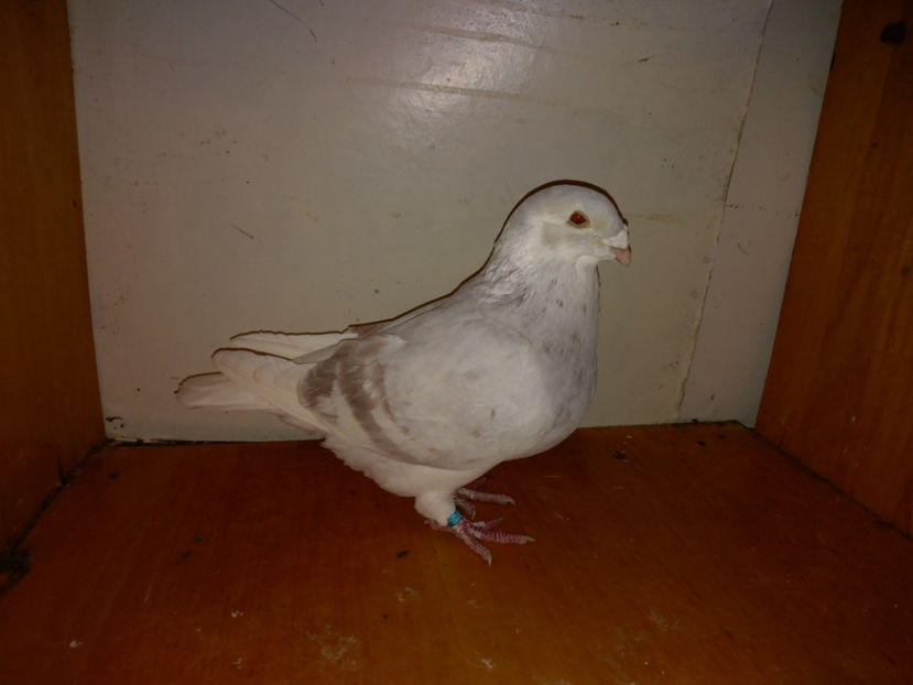 M.2016 150 lei - Porumbei  vinduti