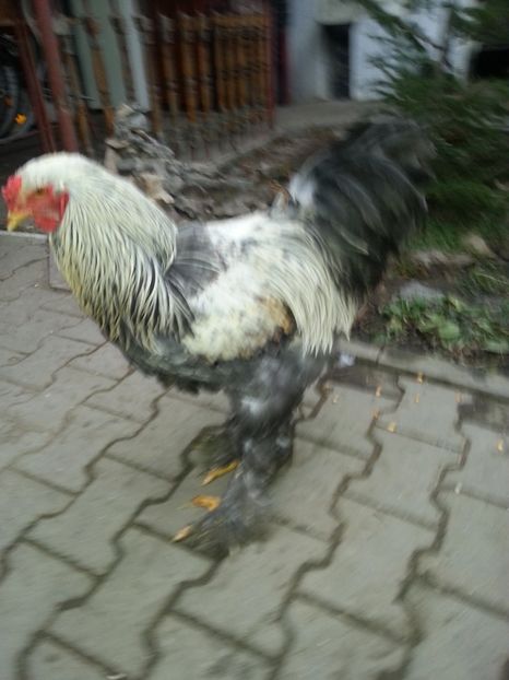  - Brahma 2018