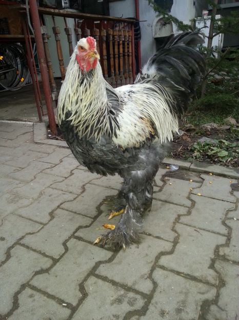  - Brahma 2018