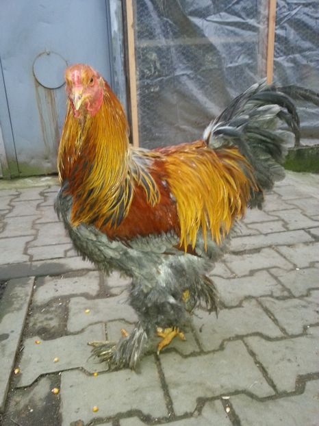  - Brahma 2018
