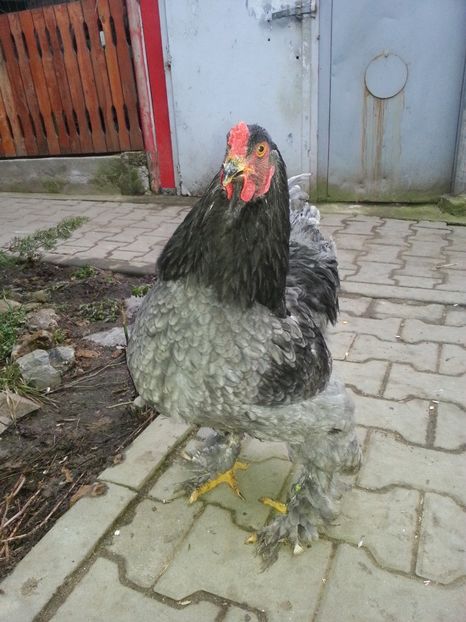  - Brahma 2018