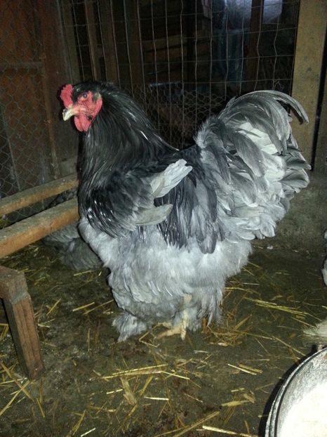  - Brahma 2018