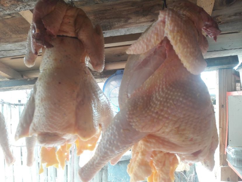 Dreapta plymouth - c Plymouth rock barat