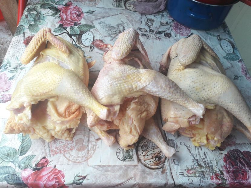 Stanga wiandotte - d Wyandotte argintiu