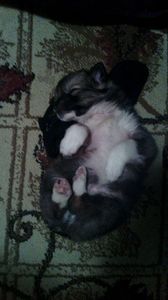 Bobiţă - Cațelușii