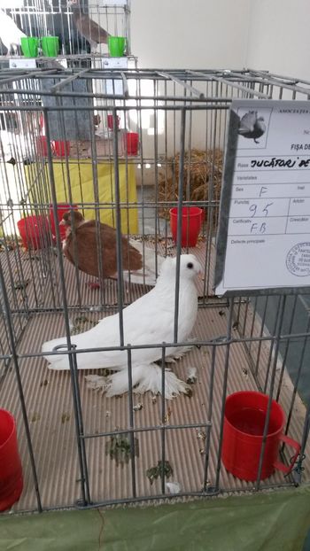 Femela - Jucatori de Botosani