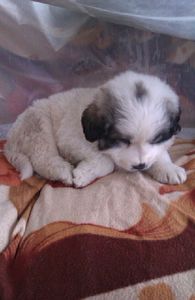 Rexy la 6 sapt - Cațelușii