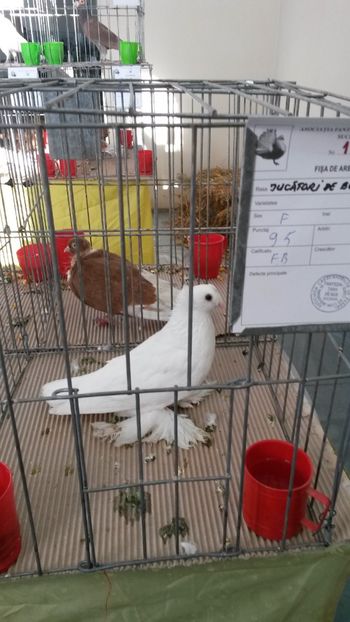 Tot ea - Jucatori de Botosani