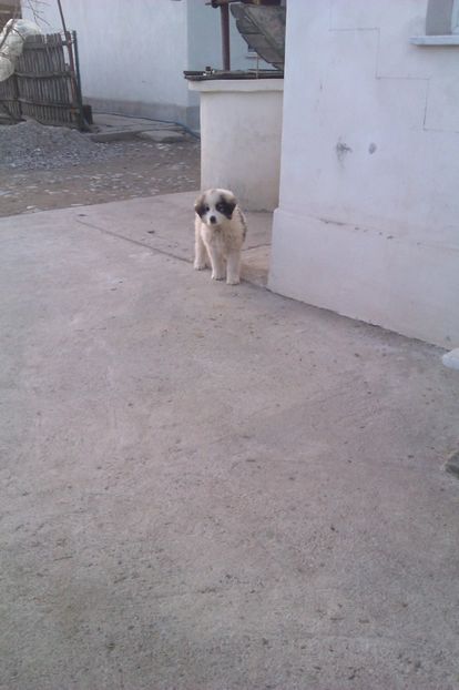 Rexy la 3 luni - Cațelușii