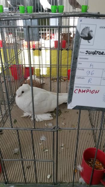 Mascul - Jucatori de Botosani