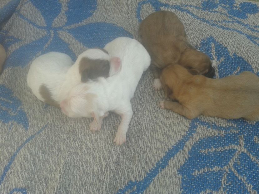 Pui din Lucy prima serie - Cațelușii