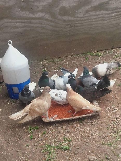 received_1165427630249842 - 9-Dungat Romanesc