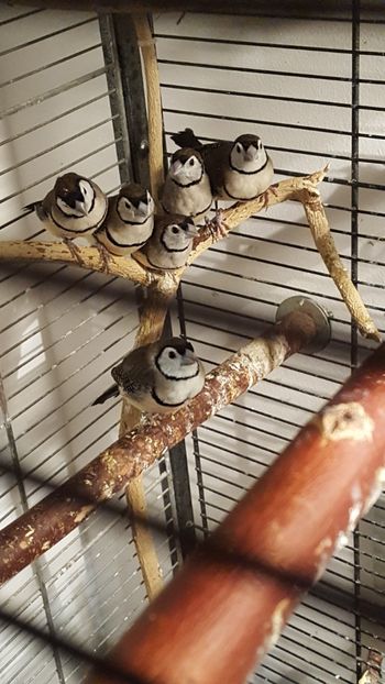  - Cinteze bufnita - owl finch