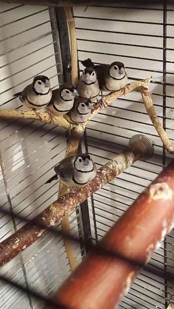  - Cinteze bufnita - owl finch