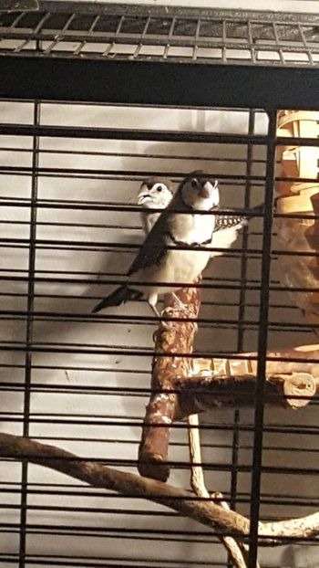  - Cinteze bufnita - owl finch