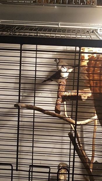  - Cinteze bufnita - owl finch