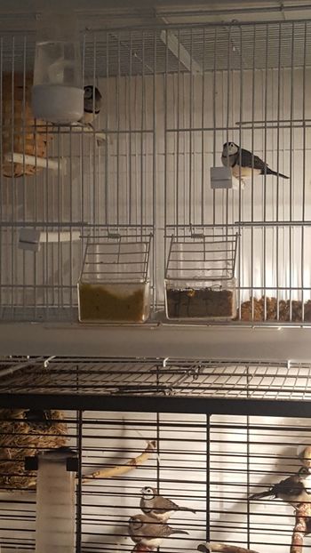  - Cinteze bufnita - owl finch