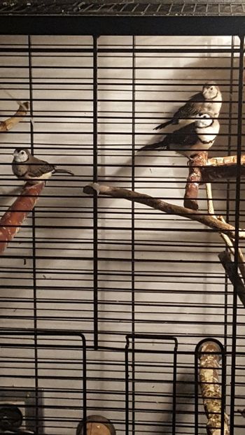  - Cinteze bufnita - owl finch