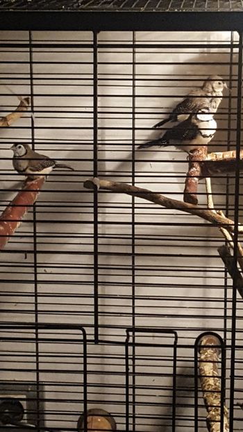  - Cinteze bufnita - owl finch