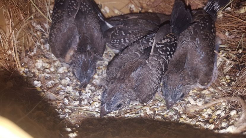  - Cinteze bufnita - owl finch