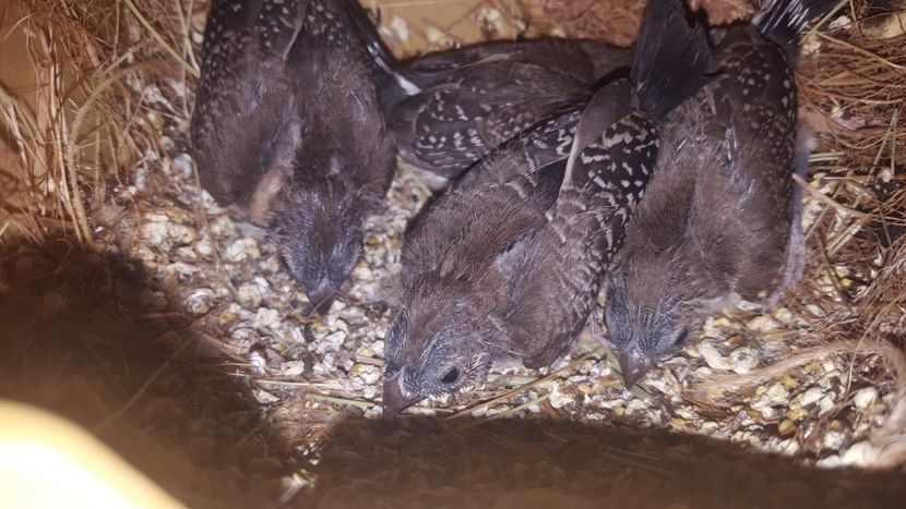  - Cinteze bufnita - owl finch