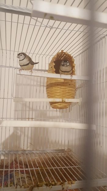  - Cinteze bufnita - owl finch