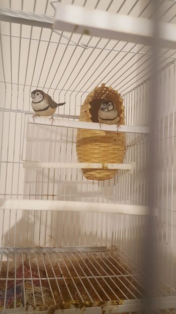  - Cinteze bufnita - owl finch