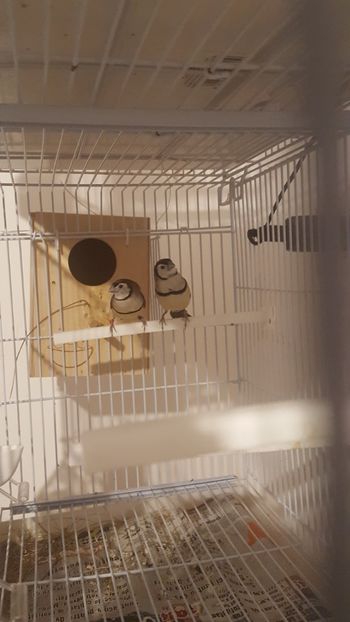  - Cinteze bufnita - owl finch