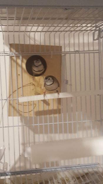  - Cinteze bufnita - owl finch