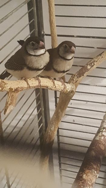  - Cinteze bufnita - owl finch