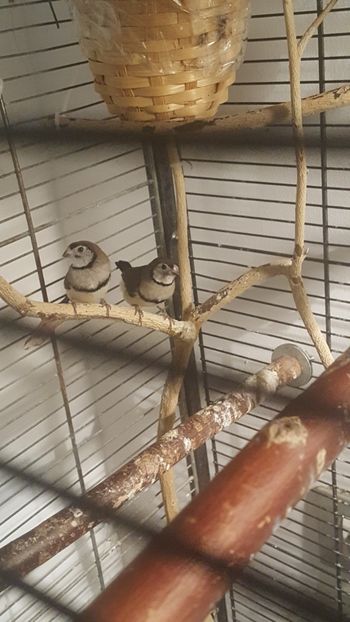  - Cinteze bufnita - owl finch