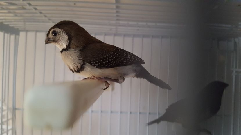  - Cinteze bufnita - owl finch