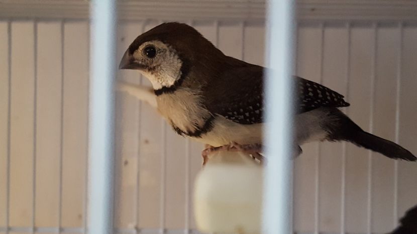  - Cinteze bufnita - owl finch