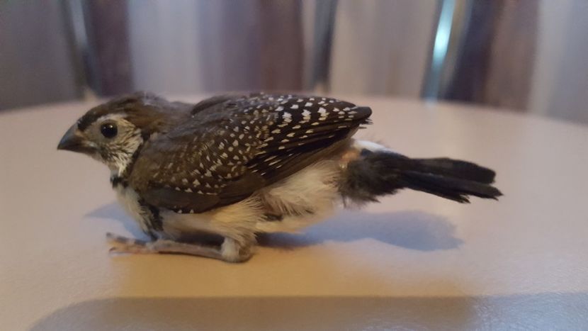  - Cinteze bufnita - owl finch