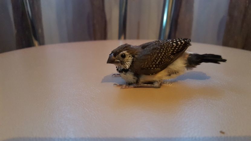  - Cinteze bufnita - owl finch