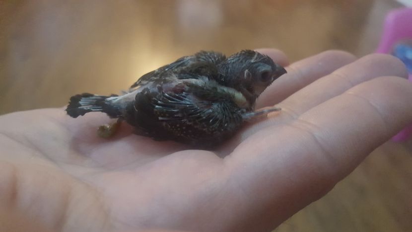  - Cinteze bufnita - owl finch