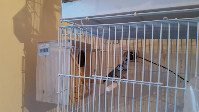  - Cinteze bufnita - owl finch