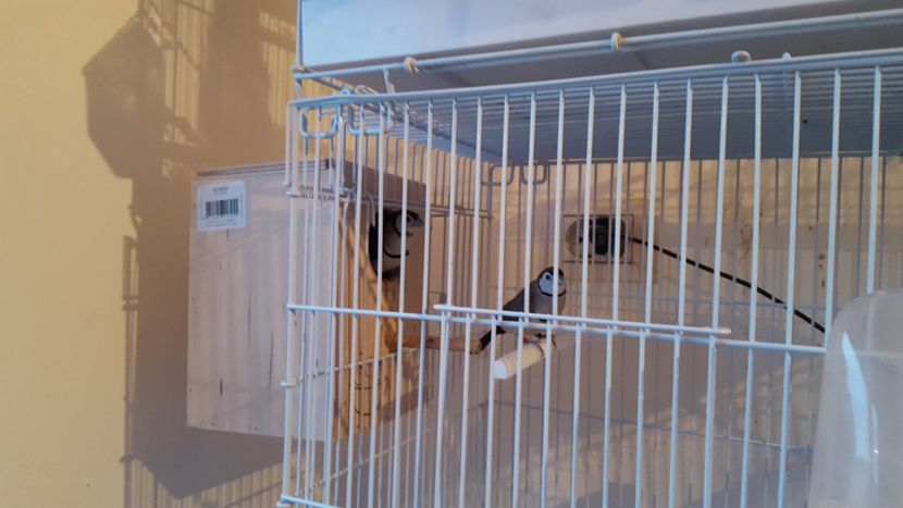  - Cinteze bufnita - owl finch